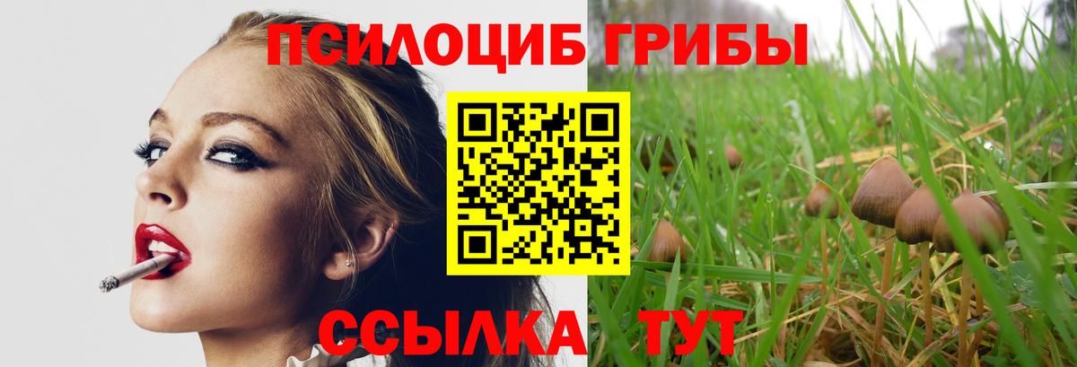 Псилоцибиновые грибы Psilocybe Воркута